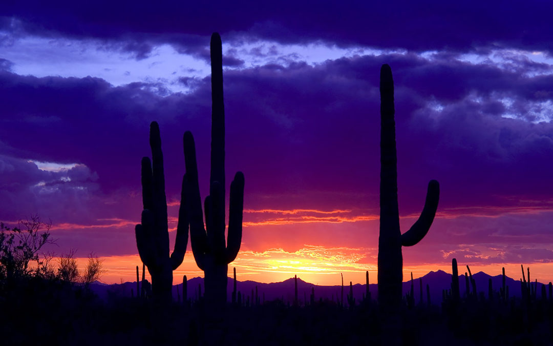 Factors for Phoenix Real Estate Websites Drawing Repeat Visitors